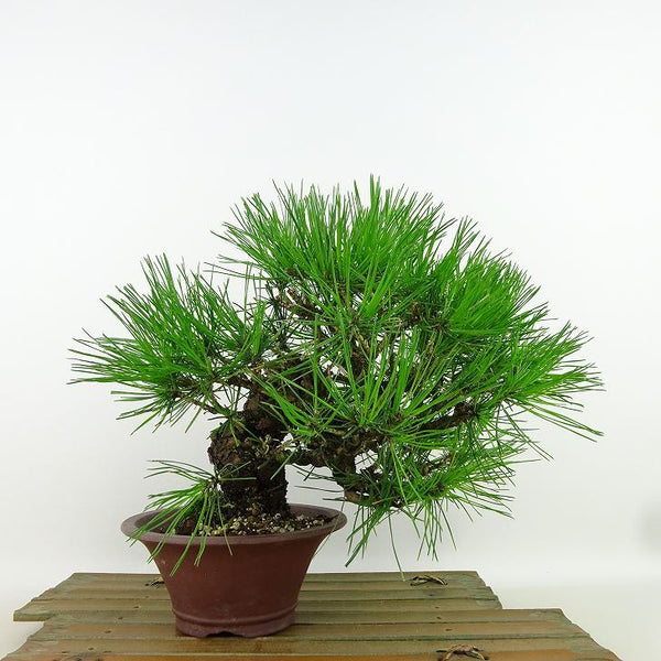 盆栽 松 赤松 樹高 上下 約20cm あかまつ Pinus densiflora アカマツ red pine マツ科 常緑樹 観賞用 小品 o1198428516