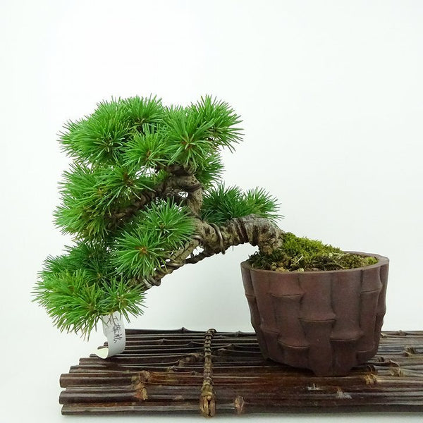 盆栽 松 五葉松 樹高 約14cm ごようまつ Pinus parviflora ゴヨウマツ マツ科 常緑針葉樹 観賞用 小品 o1198422738