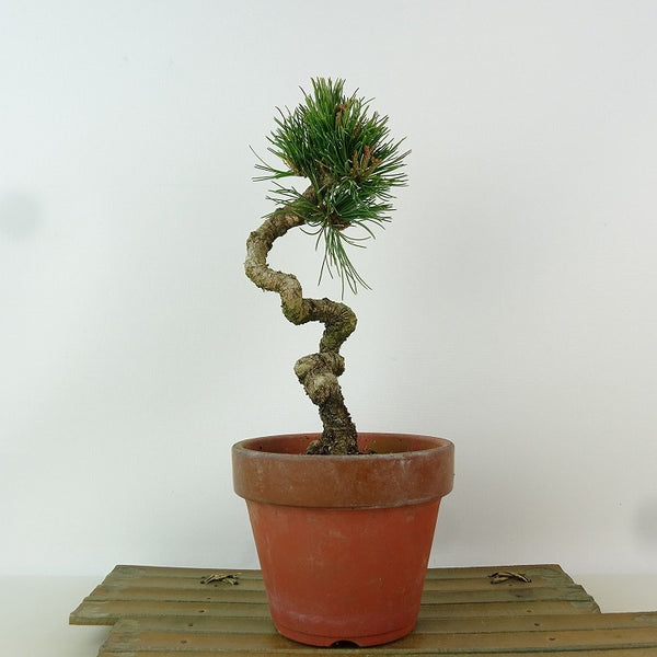 盆栽 松 五葉松 明星 樹高 約21cm ごようまつ Pinus parviflora ゴヨウマツ マツ科 常緑針葉樹 観賞用 l1198411766