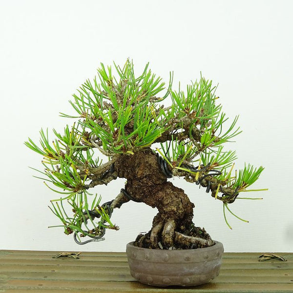 盆栽 松 赤松 樹高 約14cm あかまつ Pinus densiflora アカマツ red pine マツ科 常緑樹 観賞用 小品 d1198425169