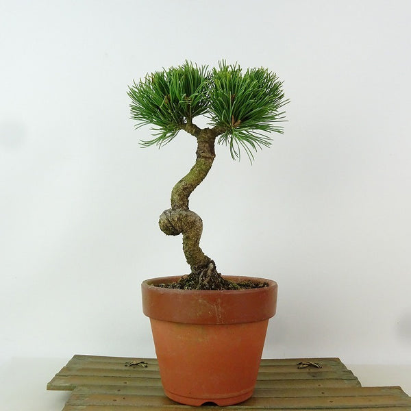 盆栽 松 五葉松 明星 樹高 約21cm ごようまつ Pinus parviflora ゴヨウマツ マツ科 常緑針葉樹 観賞用 o1198425128