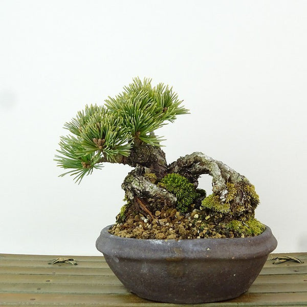 盆栽 松 五葉松 明星 樹高 約10cm ごようまつ Pinus parviflora ゴヨウマツ マツ科 常緑針葉樹 観賞用 小品 f1198414408