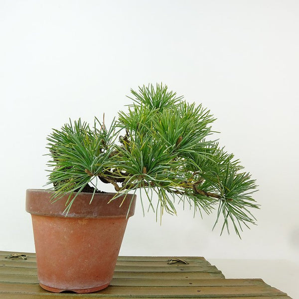 盆栽 松 五葉松 樹高 上下 約13cm ごようまつ Pinus parviflora ゴヨウマツ マツ科 常緑針葉樹 観賞用 小品 w1198405340