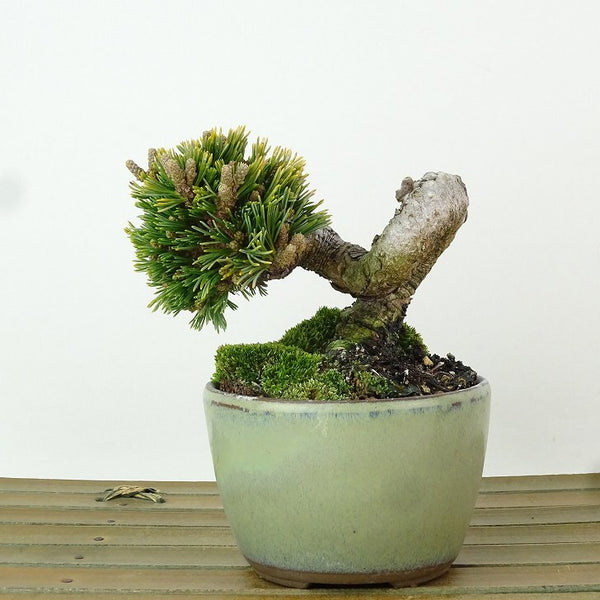 盆栽 松 五葉松 明星 樹高 約7cm ごようまつ Pinus parviflora ゴヨウマツ マツ科 常緑針葉樹 観賞用 小品 m1198412551