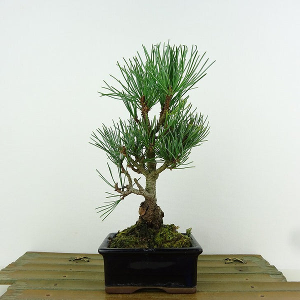 盆栽 松 五葉松 樹高 約18cm ごようまつ Pinus parviflora ゴヨウマツ マツ科 常緑針葉樹 観賞用 小品 t1198410516