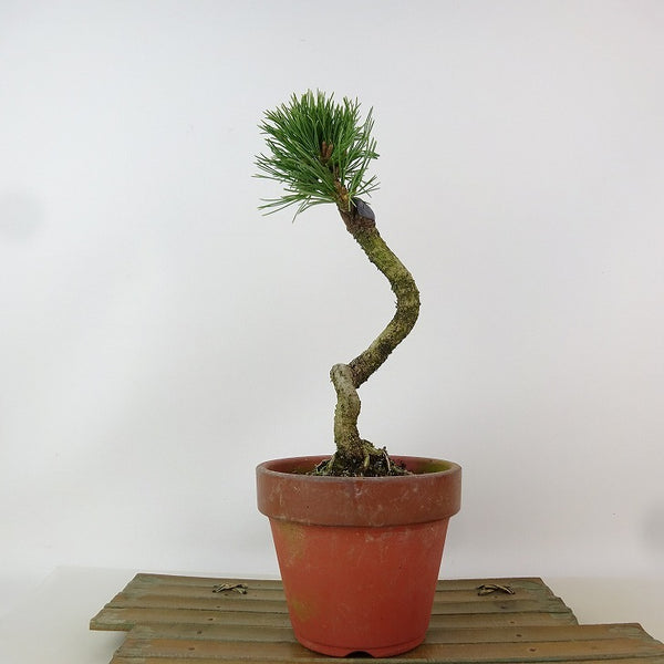 盆栽 松 五葉松 明星 樹高 約22cm ごようまつ Pinus parviflora ゴヨウマツ マツ科 常緑針葉樹 観賞用 x1198415803