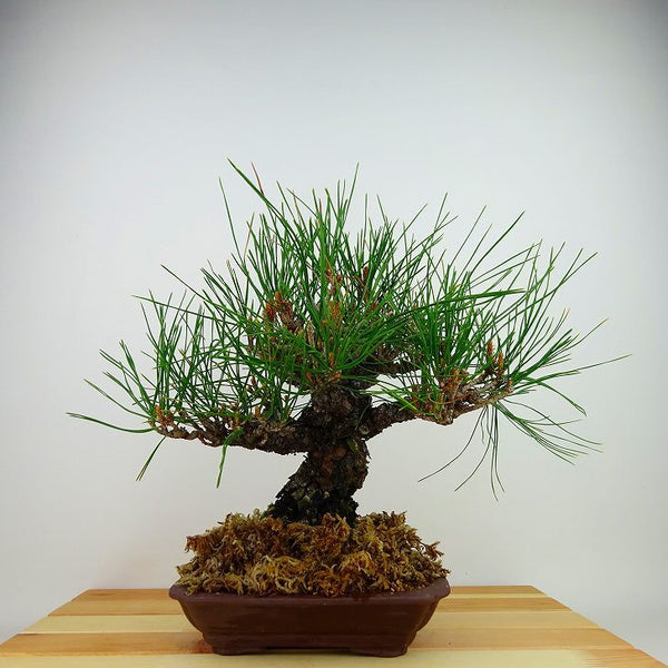 盆栽 松 赤松 樹高 約26cm あかまつ Pinus densiflora アカマツ red pine マツ科 常緑樹 観賞用 p1198413147