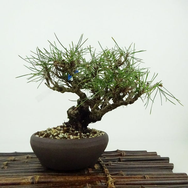 盆栽 松 赤松 樹高 約12cm あかまつ Pinus densiflora アカマツ red pine マツ科 常緑樹 観賞用 小品 o1198421395