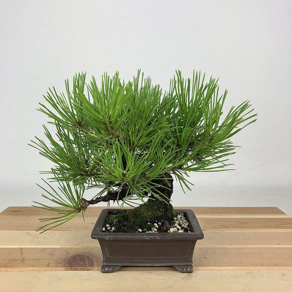 盆栽 松 赤松 樹高 約14cm あかまつ Pinus densiflora アカマツ red pine マツ科 常緑樹 観賞用 小品 g1198413993