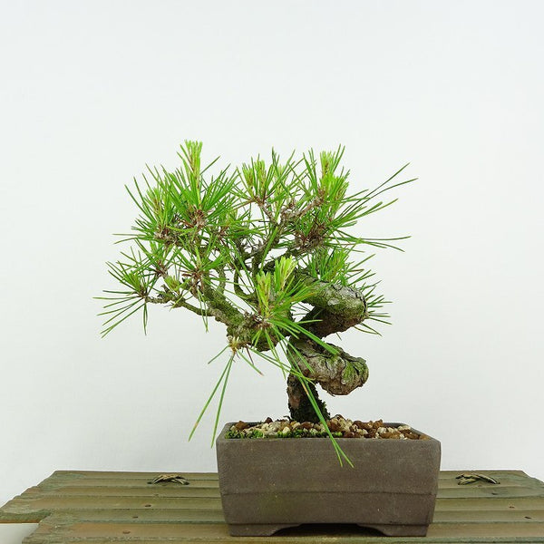 盆栽 松 赤松 樹高 約14cm あかまつ Pinus densiflora アカマツ red pine マツ科 常緑樹 観賞用 小品 q1198414163