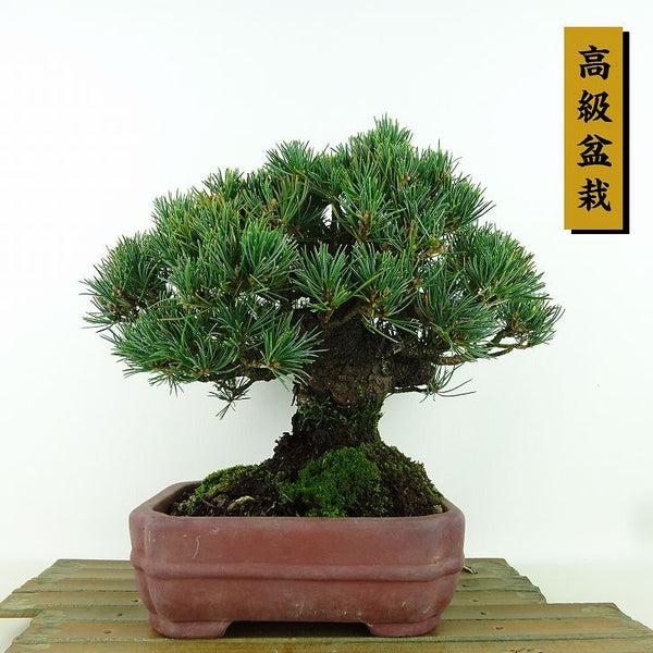 盆栽 松 五葉松 樹高 約19cm ごようまつ 高級盆栽 Pinus parviflora ゴヨウマツ 八房マツ科 常緑針葉樹 観賞用 小品 v1198436485