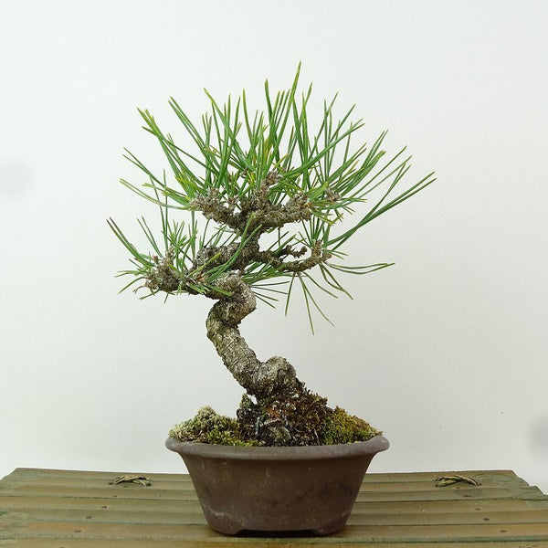 盆栽 松 黒松 樹高 約16cm くろまつ Pinus thunbergii クロマツ マツ科 常緑針葉樹 観賞用 小品 g1198415687