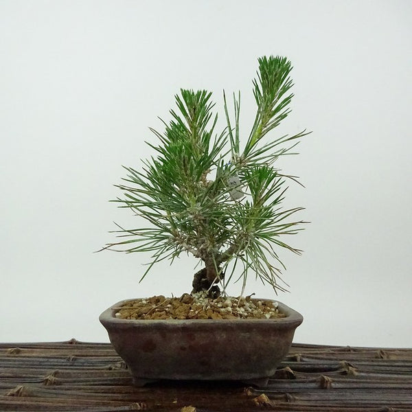 盆栽 松 黒松 樹高 約14cm くろまつ Pinus thunbergii クロマツ マツ科 常緑針葉樹 観賞用 小品 s1198418403
