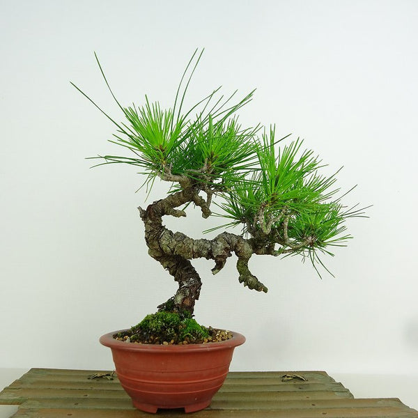 盆栽 松 赤松 樹高 約20cm あかまつ Pinus densiflora アカマツ red pine マツ科 常緑樹 観賞用 小品 q1198413522