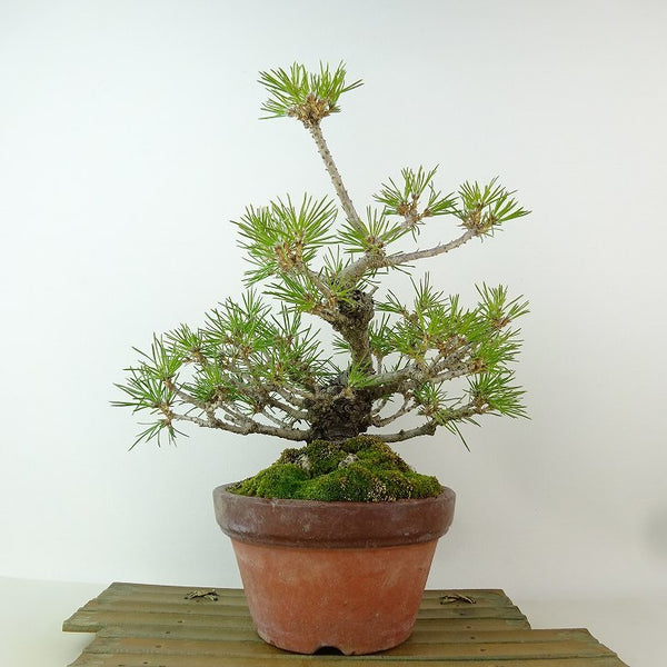 盆栽 松 黒松 樹高 約14cm くろまつ Pinus thunbergii クロマツ マツ科 常緑針葉樹 観賞用 小品 u1198431701