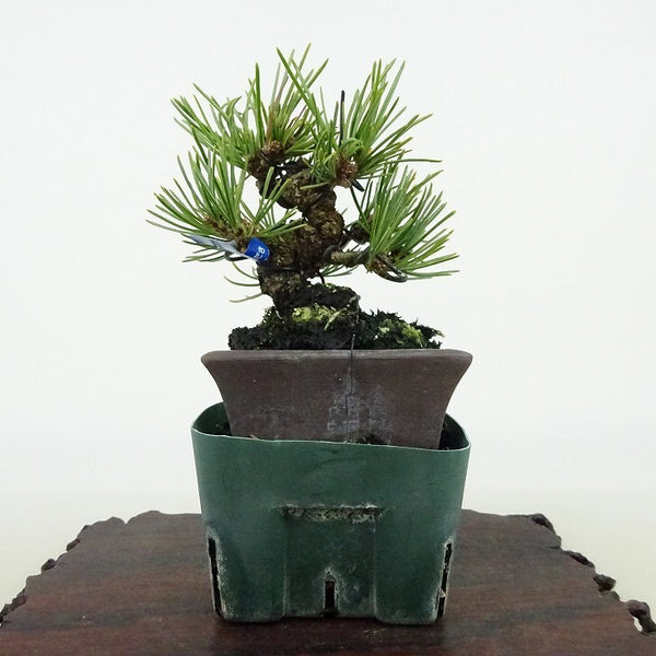 盆栽 松 五葉松 樹高 約9cm ごようまつ Pinus parviflora ゴヨウマツ マツ科 常緑針葉樹 観賞用 小品 r1198407081