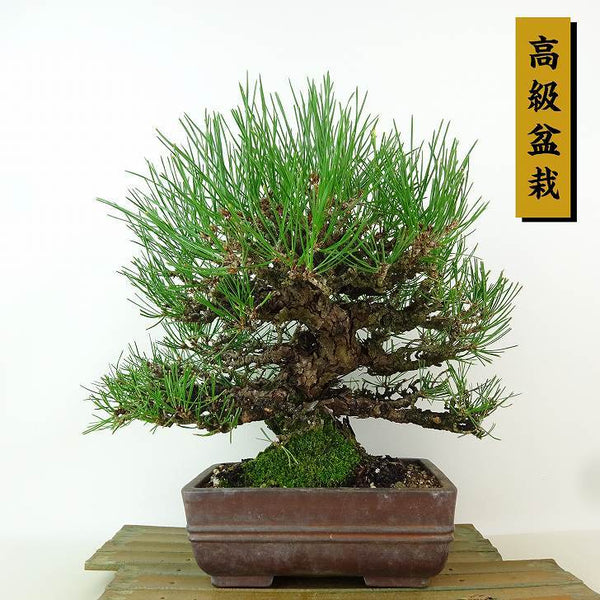 盆栽 松 赤松 樹高 約23cm あかまつ 高級盆栽 Pinus densiflora アカマツ red pine マツ科 常緑樹 観賞用 o1198426670