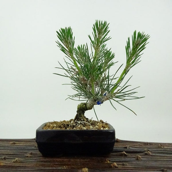 盆栽 松 黒松 樹高 約15cm くろまつ Pinus thunbergii クロマツ マツ科 常緑針葉樹 観賞用 小品 h1198424176