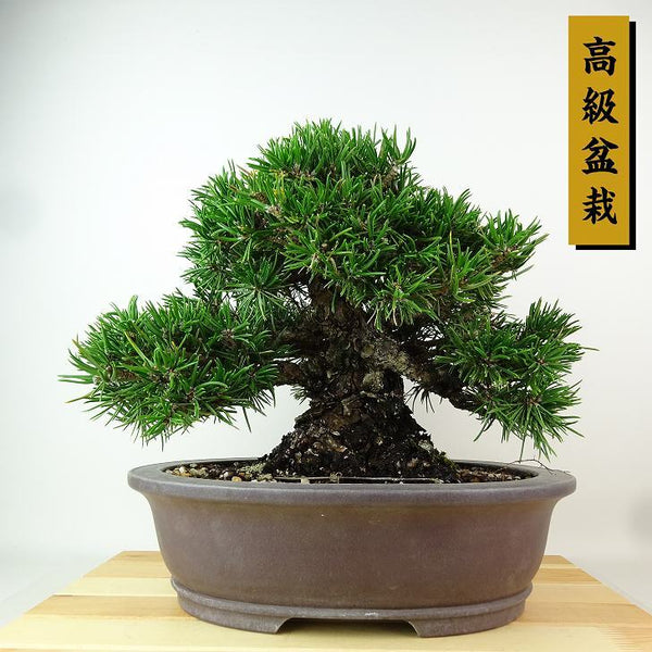 盆栽 松 黒松 寸松 樹高 約25cm くろまつ 高級盆栽 Pinus thunbergii クロマツ 寸梢 マツ科 常緑針葉樹 観賞用 w1198413962