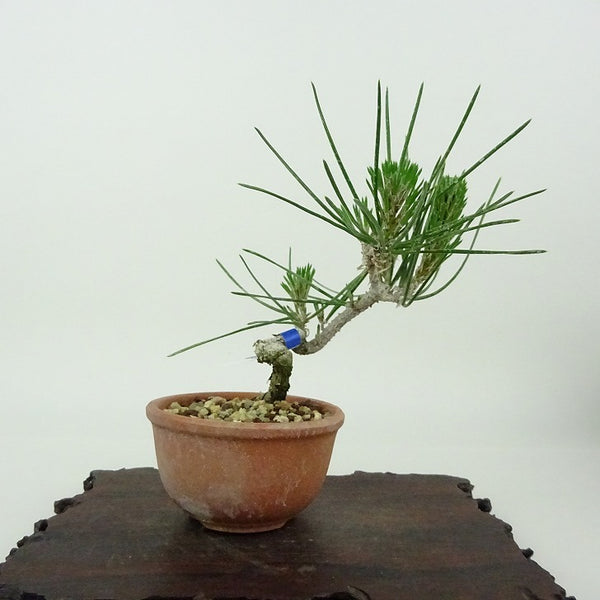 盆栽 松 黒松 樹高 約11cm くろまつ Pinus thunbergii クロマツ マツ科 常緑針葉樹 観賞用 小品 x1198416558