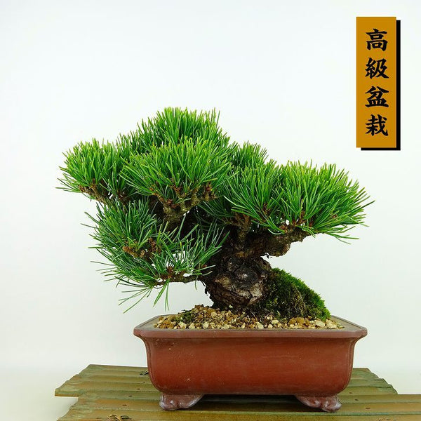 盆栽 松 五葉松 樹高 約16cm ごようまつ 高級盆栽 Pinus parviflora ゴヨウマツ マツ科 常緑針葉樹 観賞用 小品 e1198408982