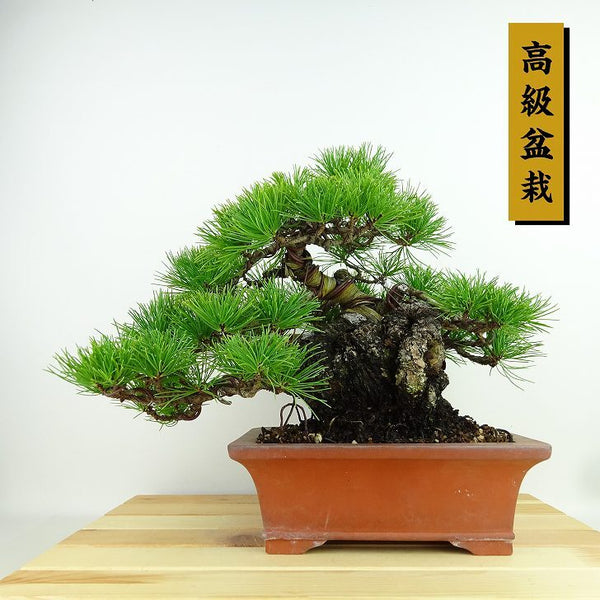 盆栽 松 五葉松 樹高 約23cm ごようまつ 高級盆栽 Pinus parviflora ゴヨウマツ マツ科 常緑針葉樹 観賞用 b1198415846