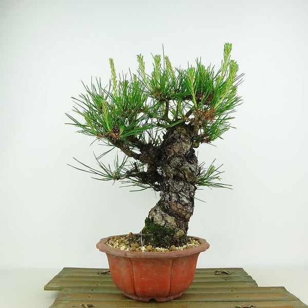 盆栽 松 赤松 樹高 約27cm あかまつ Pinus densiflora アカマツ red pine マツ科 常緑樹 観賞用 b1198420773