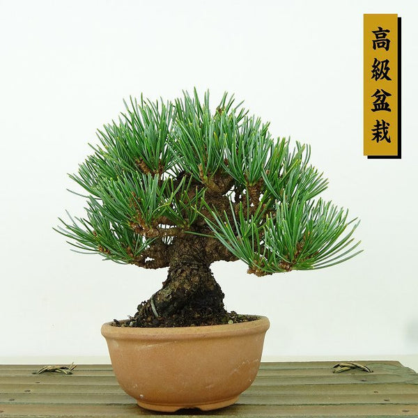 盆栽 松 五葉松 樹高 約10cm ごようまつ 高級盆栽 Pinus parviflora ゴヨウマツ マツ科 常緑針葉樹 観賞用 小品 u1198428114