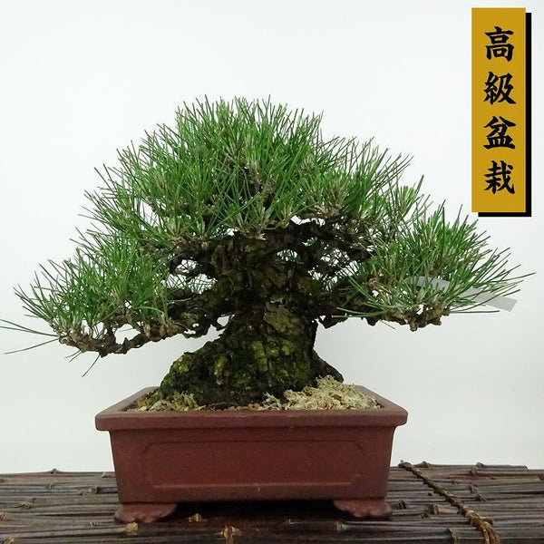 盆栽 松 黒松 樹高 約21cm くろまつ 高級盆栽 Pinus thunbergii クロマツ マツ科 常緑針葉樹 観賞用 v1198440663