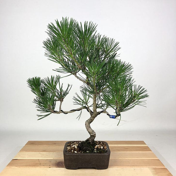 盆栽 松 黒松 樹高 30cm くろまつ Pinus thunbergii クロマツ マツ科 常緑針葉樹 観賞用 b1198421109