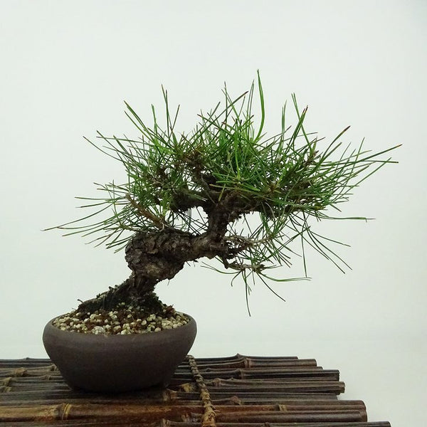 盆栽 松 赤松 樹高 約15cm あかまつ Pinus densiflora アカマツ red pine マツ科 常緑樹 観賞用 小品 h1198422580