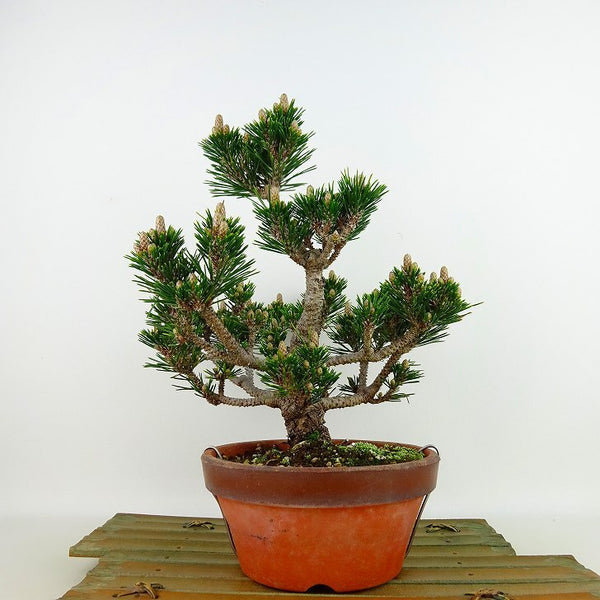 盆栽 松 黒松 樹高 約24cm くろまつ Pinus thunbergii クロマツ 八房 マツ科 常緑針葉樹 観賞用 f1198409175