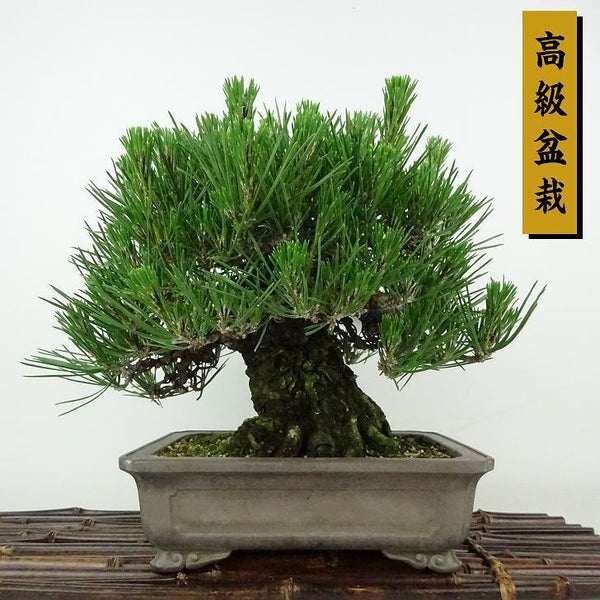 盆栽 松 黒松 樹高 約21cm くろまつ 高級盆栽 Pinus thunbergii クロマツ マツ科 常緑針葉樹 観賞用 k1198412014
