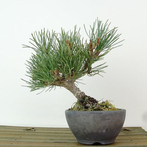 盆栽 松 五葉松 樹高 約14cm ごようまつ Pinus parviflora ゴヨウマツ マツ科 常緑針葉樹 観賞用 小品 x1198416456