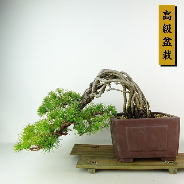 盆栽 松 五葉松 樹高 上下 約21cm ごようまつ 高級盆栽 Pinus parviflora ゴヨウマツ 根上り マツ科 常緑針葉樹 観賞用 j1198416769