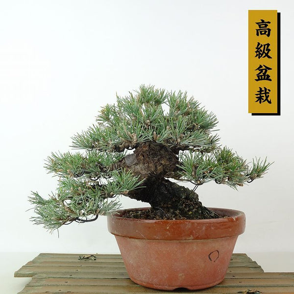 盆栽 松 五葉松 樹高 約16cm ごようまつ 高級盆栽 Pinus parviflora ゴヨウマツ マツ科 常緑針葉樹 観賞用 小品 c1198406934