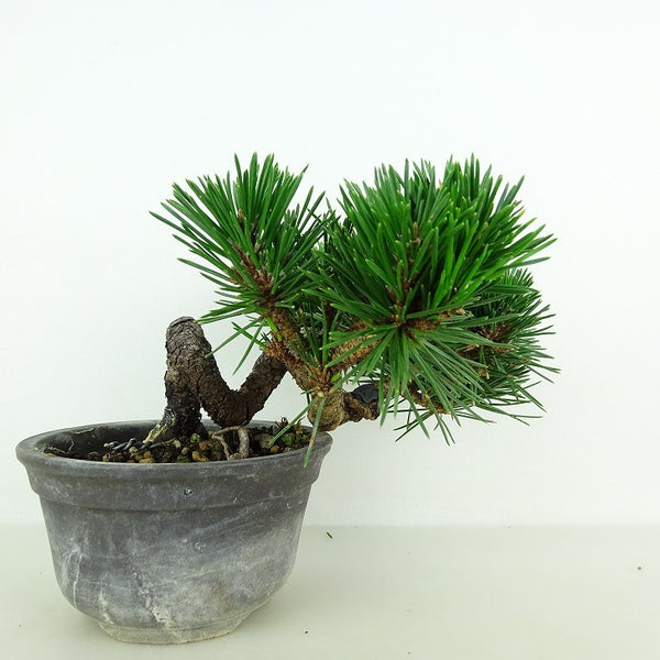 盆栽 松 黒松 寿寸松 樹高 約9cm くろまつ Pinus thunbergii クロマツ 寸松 マツ科 常緑針葉樹 観賞用 小品 h1198424884