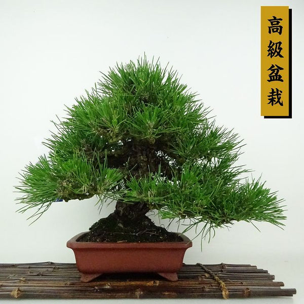 盆栽 松 黒松 樹高 約24cm くろまつ 高級盆栽 Pinus thunbergii クロマツ マツ科 常緑針葉樹 観賞用 s1198416513