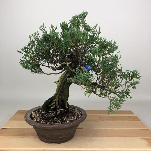 盆栽 真柏 樹高 約24cm しんぱく Juniperus chinensis シンパク ジン シャリ ヒノキ科 常緑樹 観賞用 h1198428408