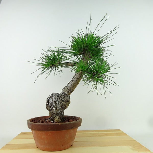盆栽 松 黒松 樹高 約36cm くろまつ Pinus thunbergii クロマツ マツ科 常緑針葉樹 観賞用 h1198425534