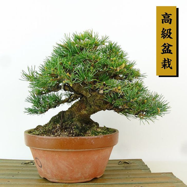 盆栽 松 五葉松 樹高 約15cm ごようまつ 高級盆栽 Pinus parviflora ゴヨウマツ マツ科 常緑針葉樹 観賞用 小品 l1198404142