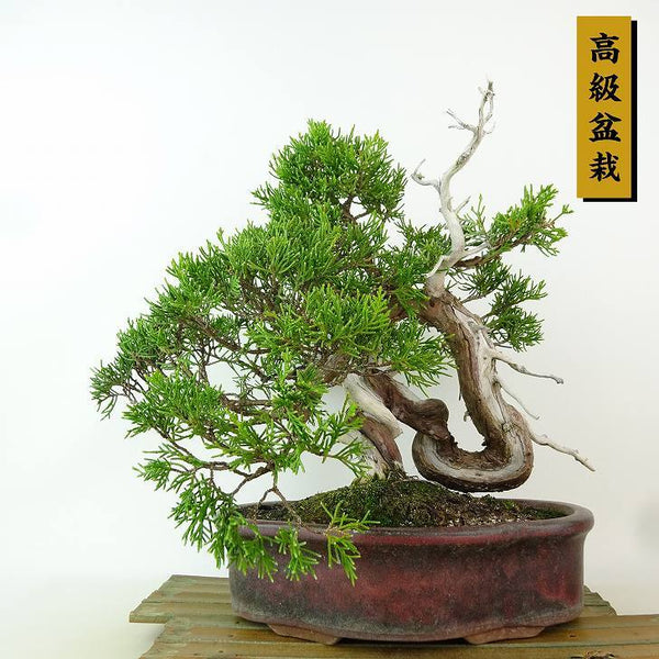 盆栽 真柏 樹高 上下 約25cm しんぱく 高級盆栽 Juniperus chinensis シンパク ジン シャリ ヒノキ科 常緑樹 観賞用 r1198407958