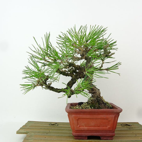 盆栽 松 黒松 樹高 約17cm くろまつ Pinus thunbergii クロマツ マツ科 常緑針葉樹 観賞用 小品 o1198421634