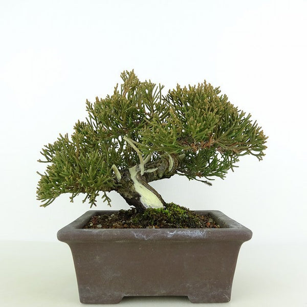 盆栽 真柏 樹高 約13cm しんぱく Juniperus chinensis シンパク “ジン シャリ” ヒノキ科 常緑樹 観賞用 小品 k1198405193