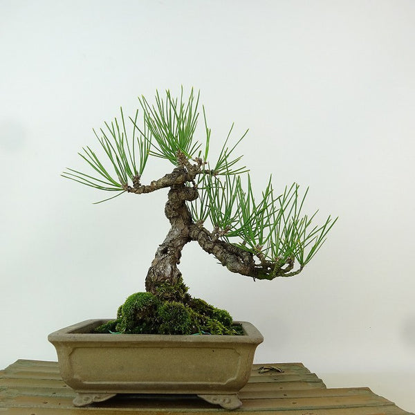 盆栽 松 黒松 樹高 約18cm くろまつ Pinus thunbergii クロマツ マツ科 常緑針葉樹 観賞用 小品 e1198411074