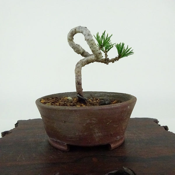 盆栽 松 五葉松 樹高 約6cm ごようまつ Pinus parviflora ゴヨウマツ マツ科 常緑針葉樹 観賞用 小品 o1198427316