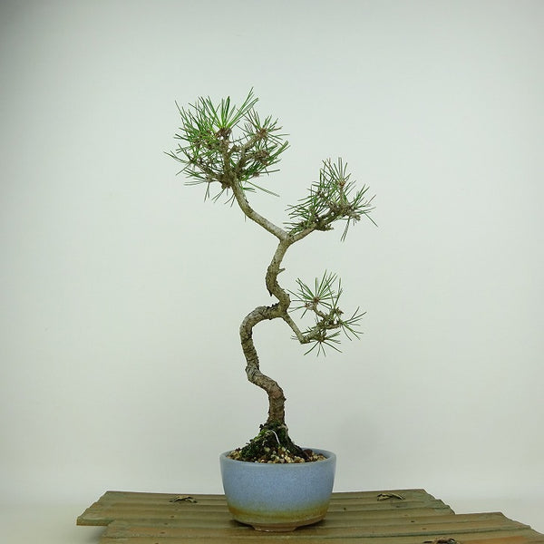 盆栽 松 赤松 樹高 約29cm あかまつ Pinus densiflora アカマツ red pine マツ科 常緑樹 観賞用 p1198415431