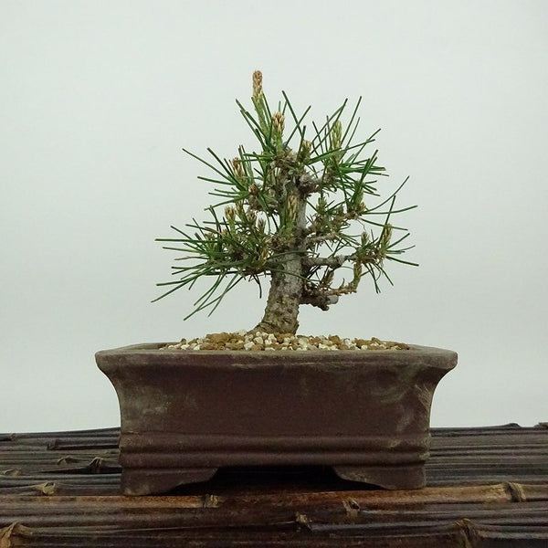 盆栽 松 黒松 樹高 約13cm くろまつ Pinus thunbergii クロマツ マツ科 常緑針葉樹 観賞用 小品 c1198404396