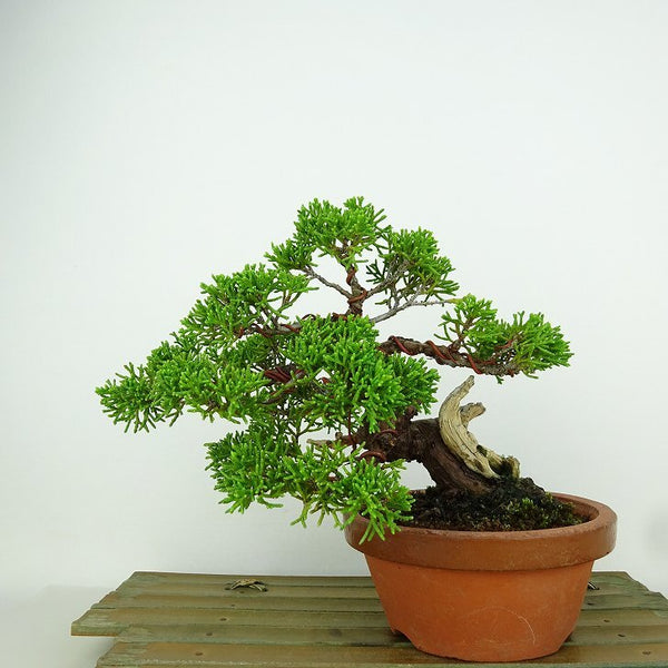 盆栽 真柏 樹高 14cm しんぱく Juniperus chinensis シンパク “ジン シャリ” ヒノキ科 常緑樹 観賞用 小品 n1198405284