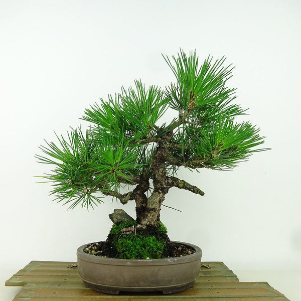 盆栽 松 黒松 樹高 約25cm くろまつ Pinus thunbergii クロマツ 石付き マツ科 常緑針葉樹 観賞用 p1198416091